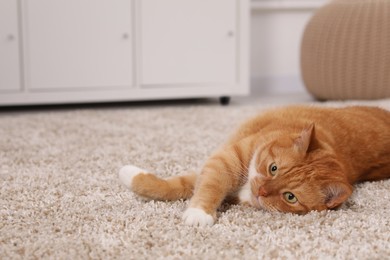 Cute ginger cat lying on carpet at home, space for text