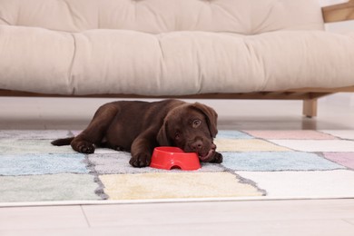 Photo of Cute chocolate Labrador Retriever puppy gnawing feeding bowl on rug at home. Lovely pet