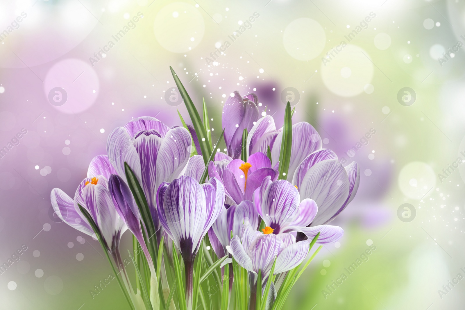 Image of Beautiful spring crocus flowers on color background. Bokeh effect