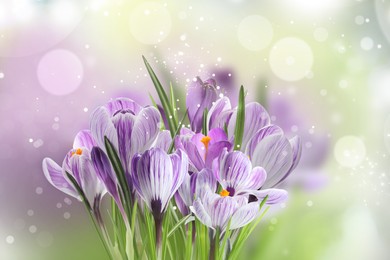 Image of Beautiful spring crocus flowers on color background. Bokeh effect