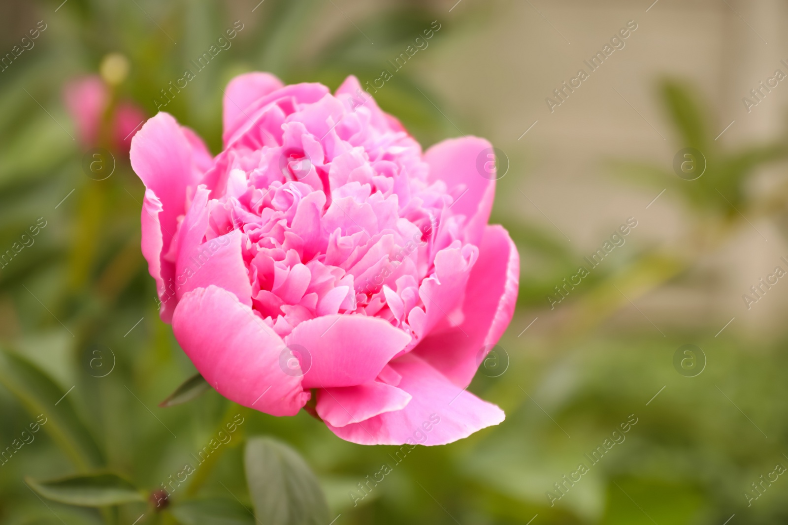 Photo of Beautiful blooming pink peony outdoors, closeup. Space for text