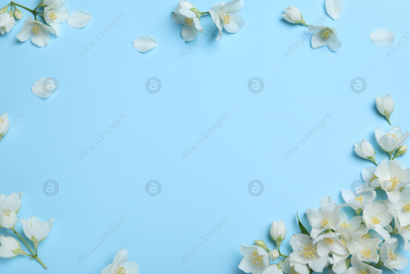 Photo of Beautiful jasmine flowers on turquoise background, flat lay. Space for text
