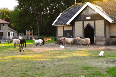 Cute sheep, goats and chickens in petting zoo on sunny day