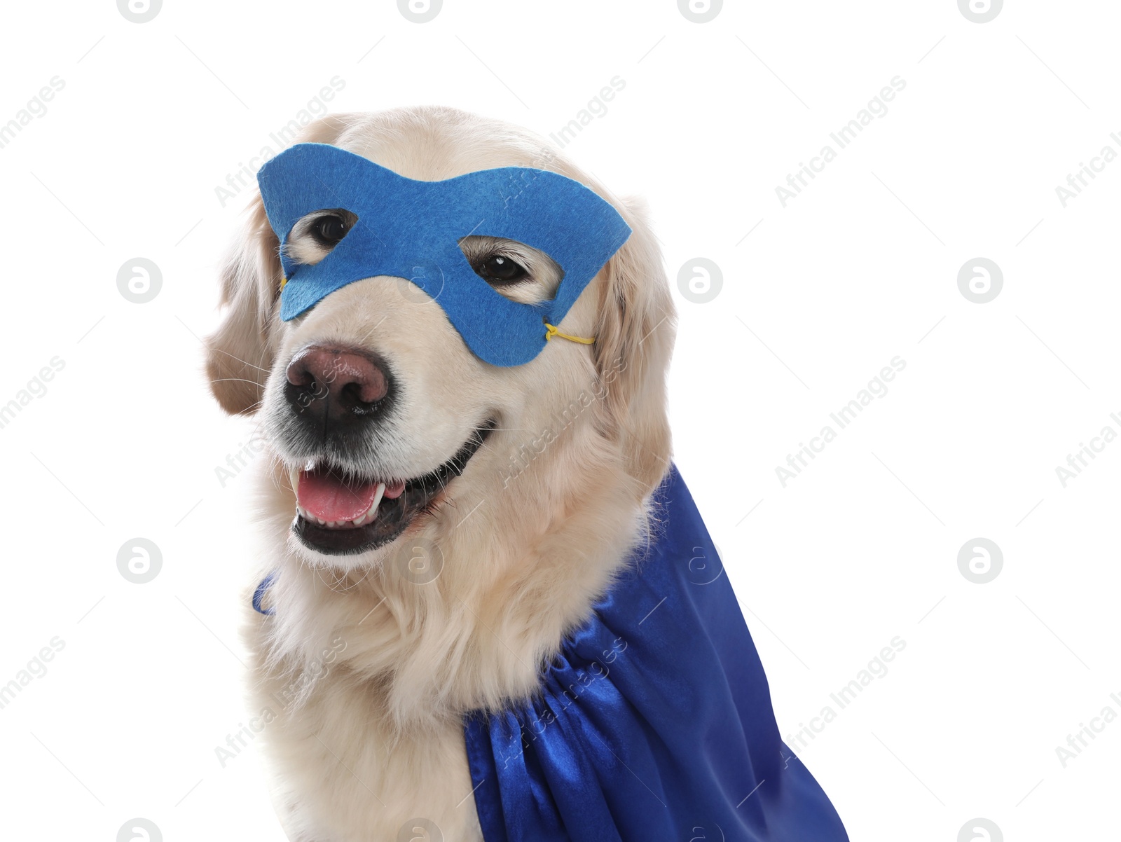 Photo of Adorable dog in blue superhero cape and mask on white background