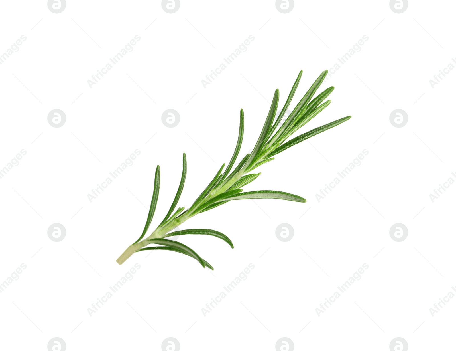 Photo of Sprig of fresh rosemary isolated on white