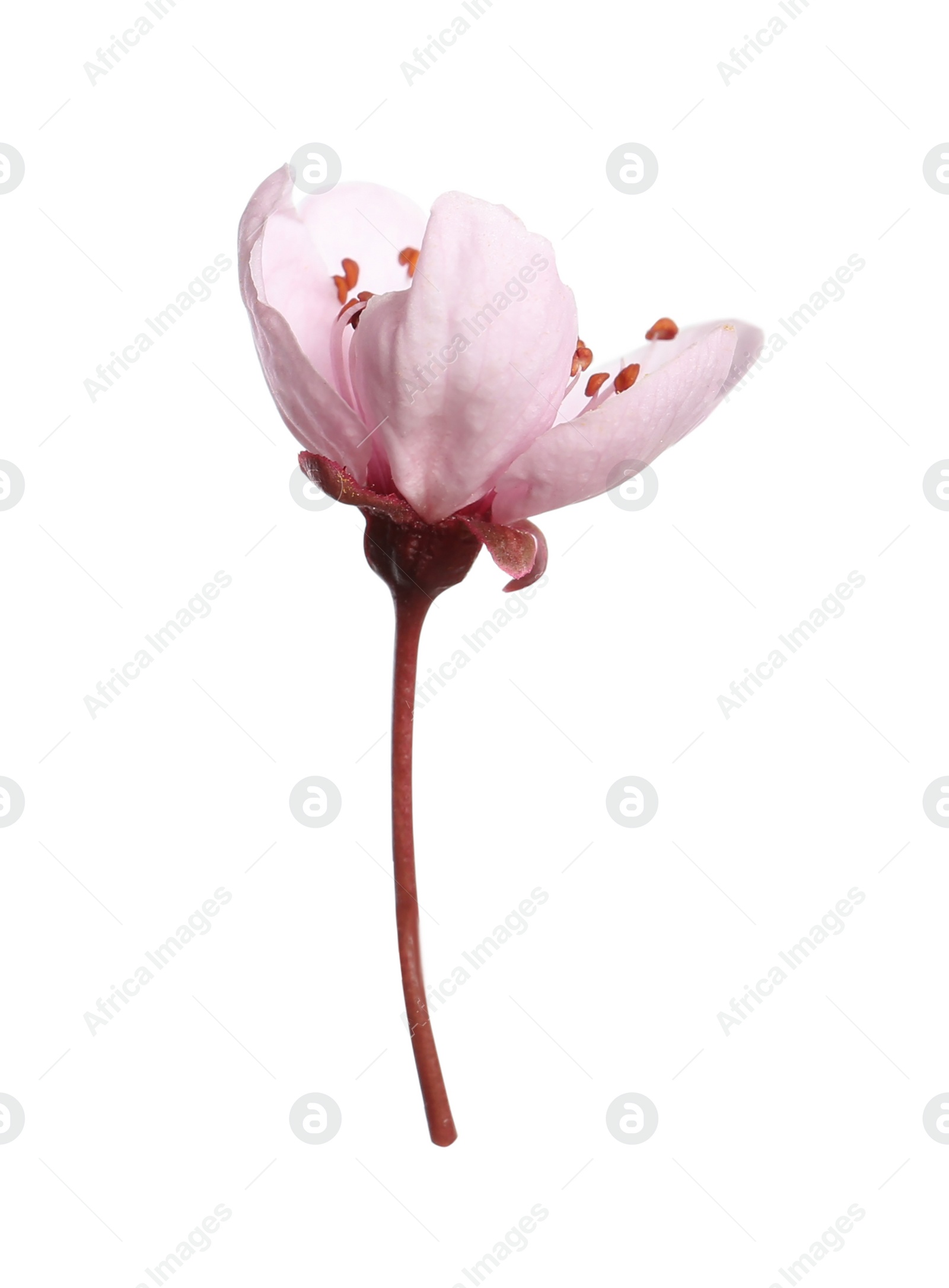 Photo of Beautiful plum blossom isolated on white. Spring season