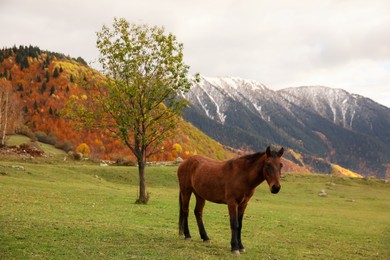 Photo of Brown horse in mountains on sunny day. Beautiful pet