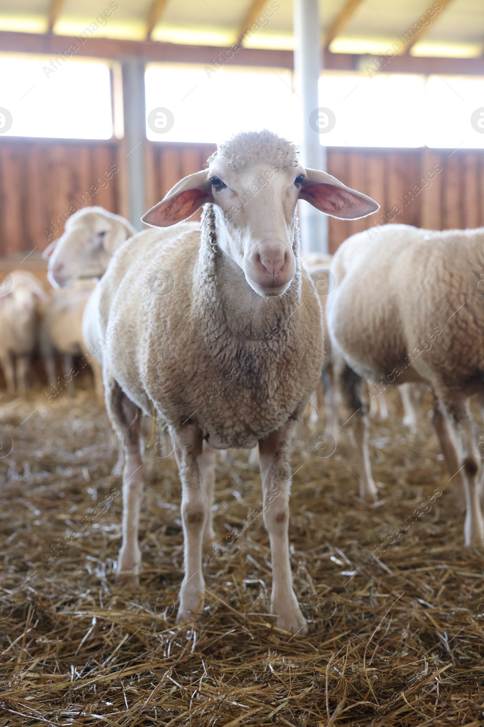 Photo of Many sheep in barn on farm. Cute animals