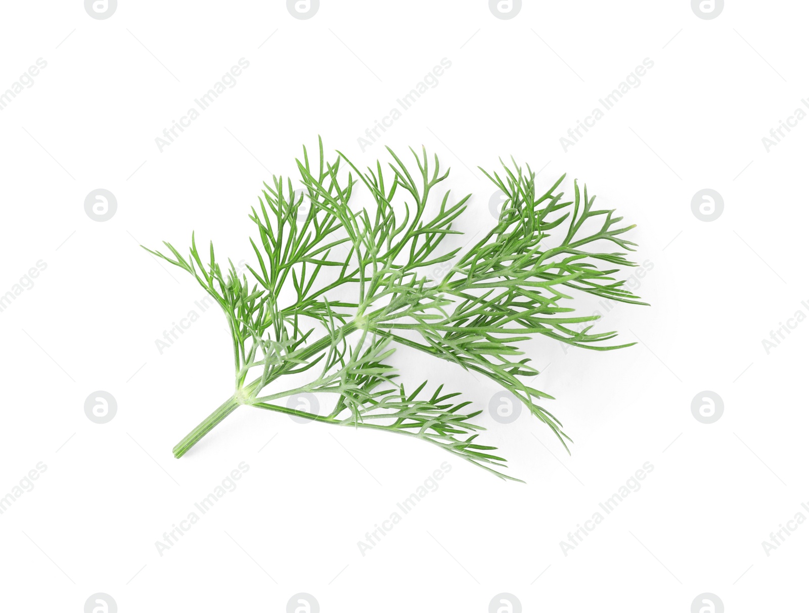 Photo of Sprig of fresh dill isolated on white, top view