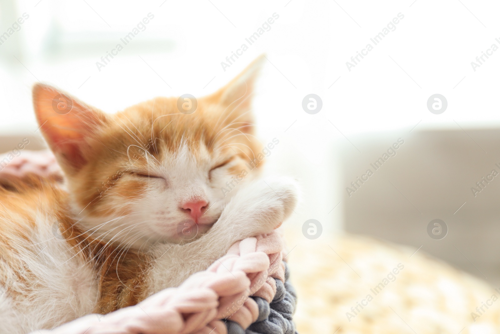 Photo of Cute little red kitten sleeping in knitted basket at home