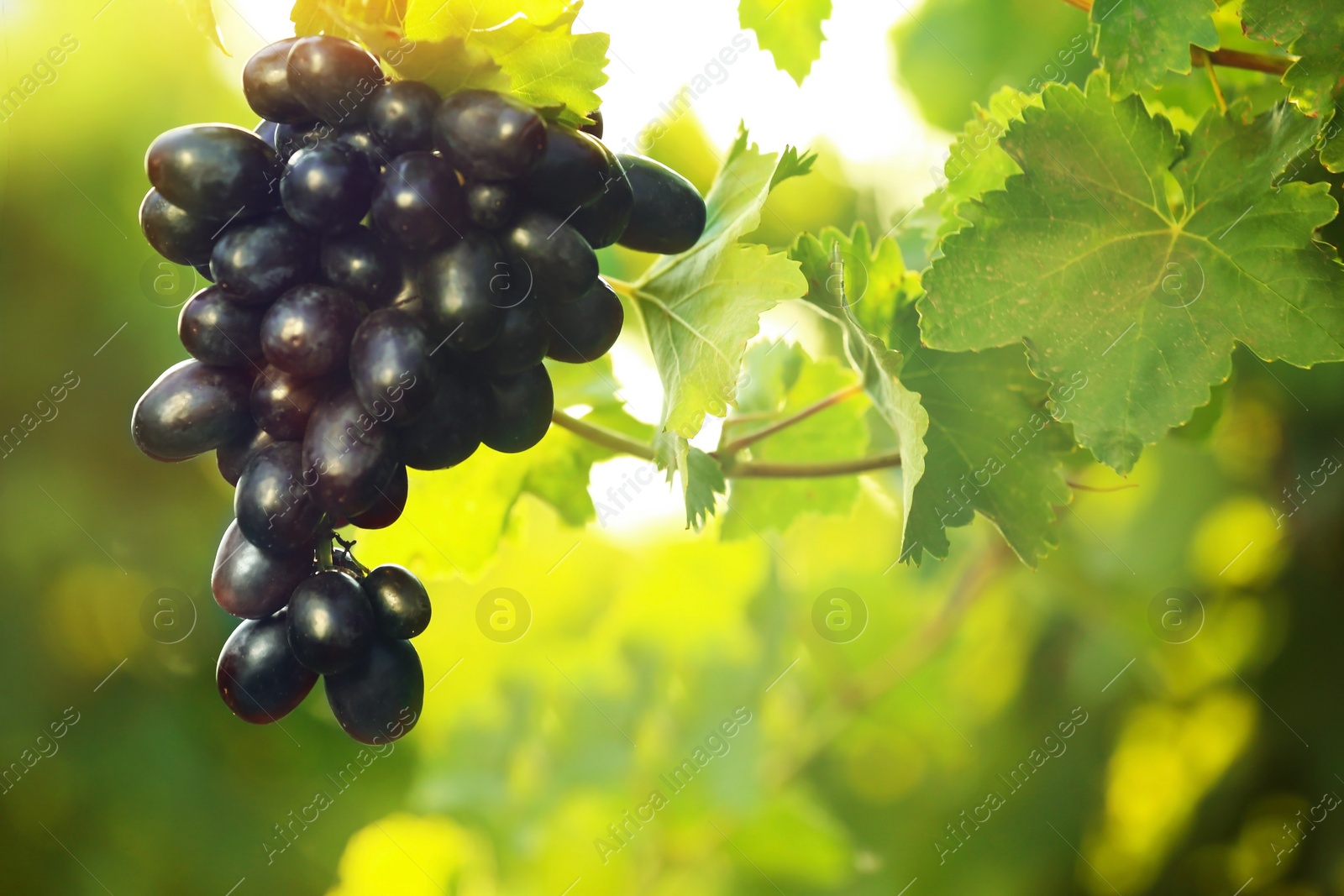 Photo of Bunch of fresh ripe juicy grapes against blurred background