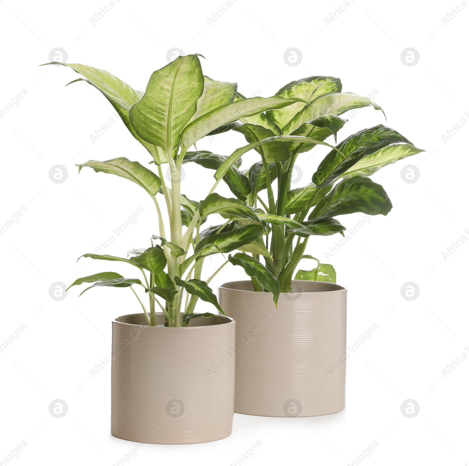 Photo of Pots with Dieffenbachia plants isolated on white. Home decor