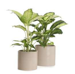 Pots with Dieffenbachia plants isolated on white. Home decor