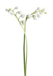 Photo of Beautiful lily of the valley flowers on white background