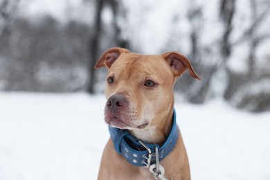 Photo of Portrait of cute dog in snowy park