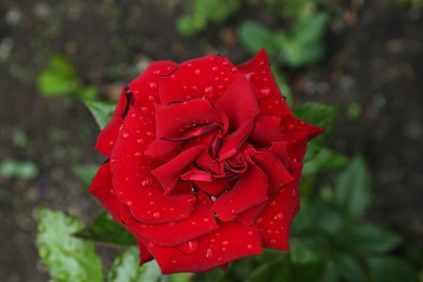 Beautiful red rose flower with dew drops in garden, top view