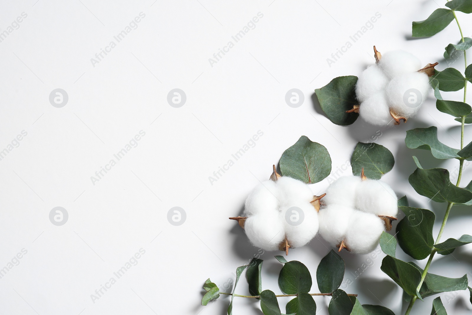 Photo of Fluffy cotton flowers and eucalyptus leaves on white background, flat lay. Space for text