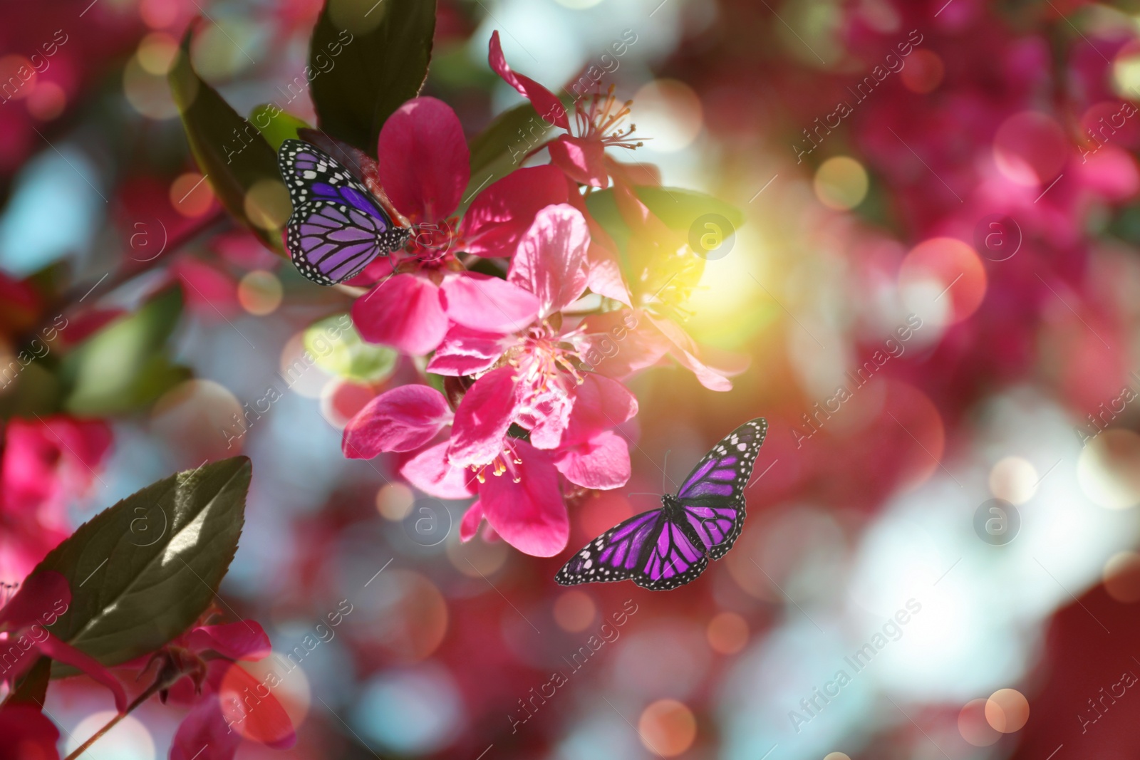 Image of Beautiful butterflies on blossoming tree outdoors on sunny day