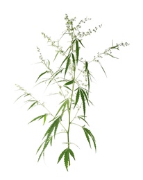 Photo of Fresh green hemp plant on white background