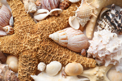 Photo of Different seashells and starfish as background, closeup