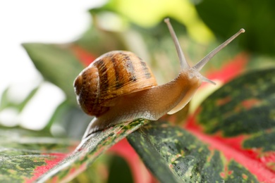 Photo of Common garden snail crawling on leaf, closeup