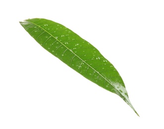Green mango leaf with water drops on white background