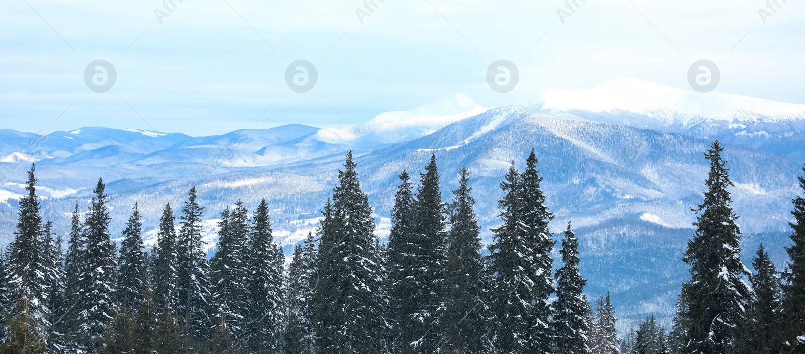 Image of Picturesque view of snowy coniferous forest on winter day. Banner design