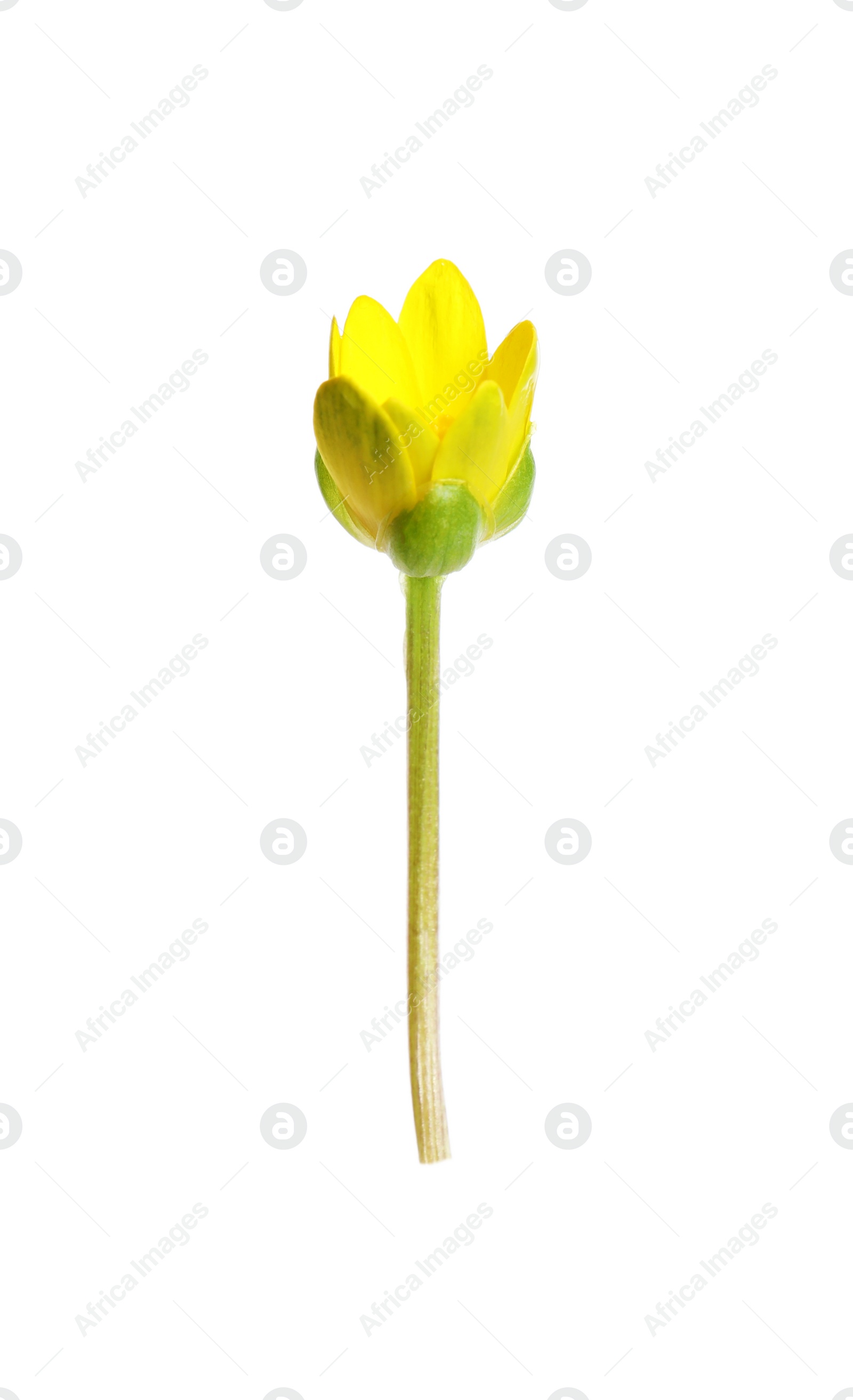 Photo of One beautiful lesser celandine bud isolated on white