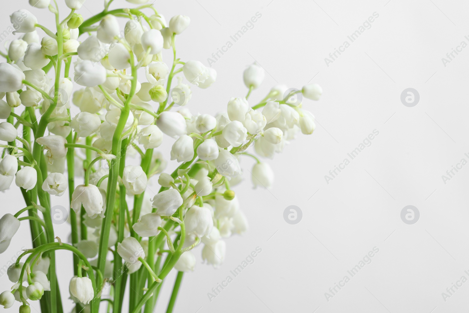 Photo of Beautiful lily of the valley flowers on light grey background, closeup. Space for text