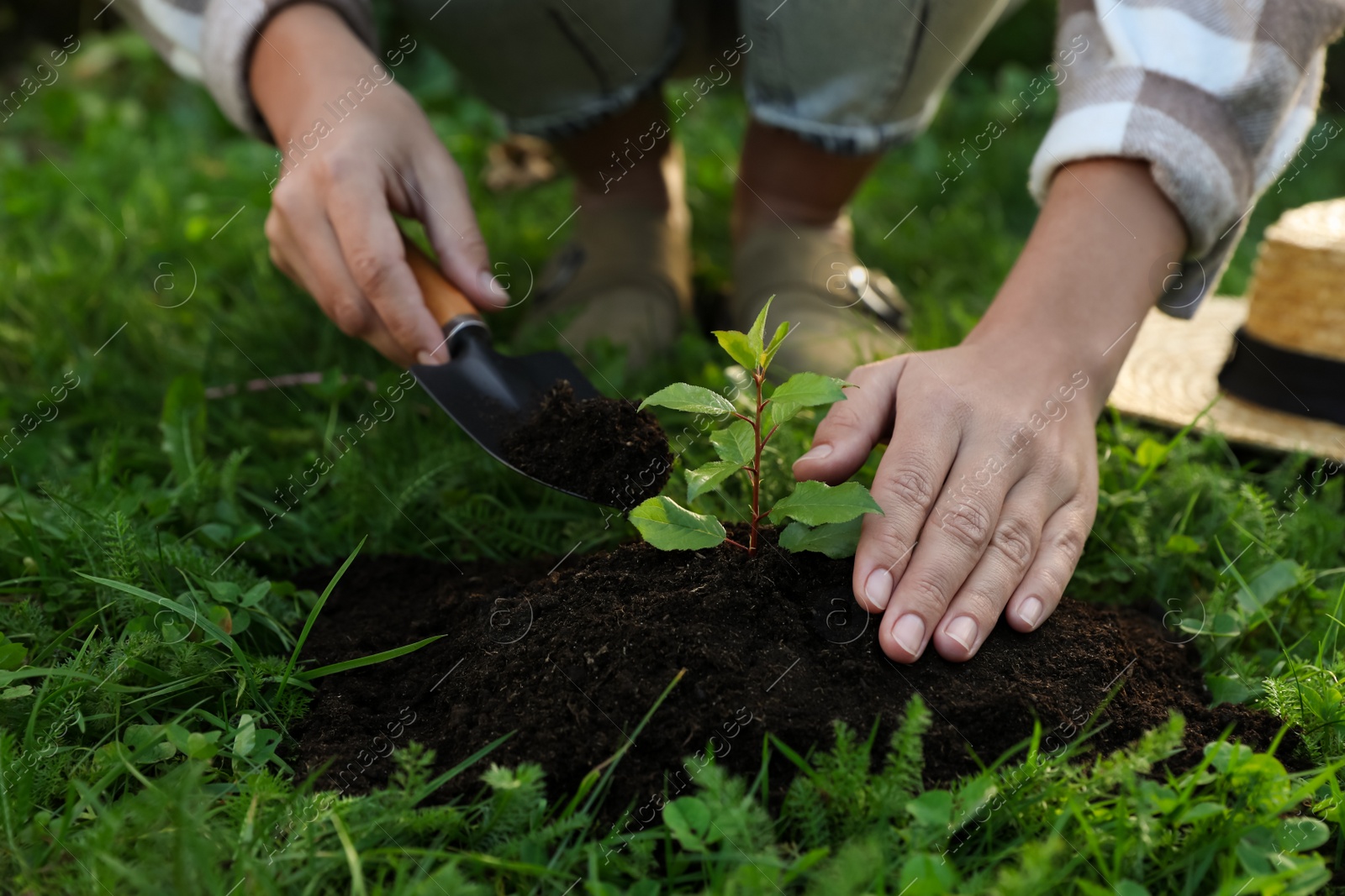 Photo of Woman planting young tree in garden with trowel, closeup