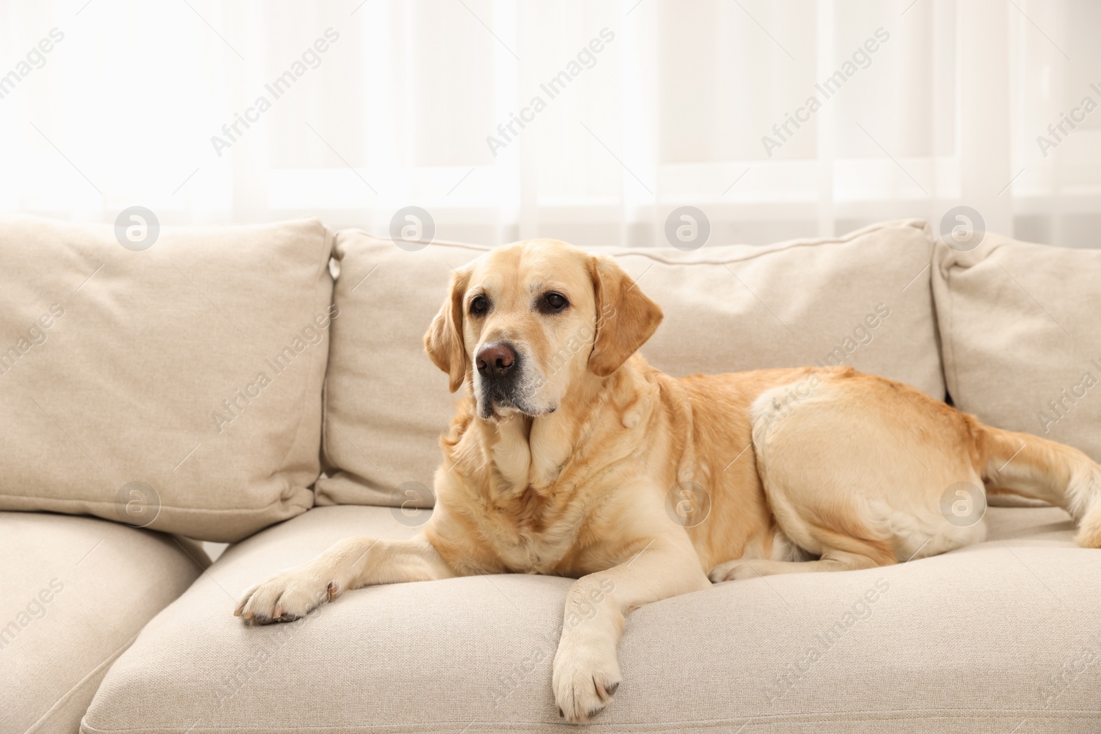 Photo of Cute Golden Labrador Retriever on couch in living room