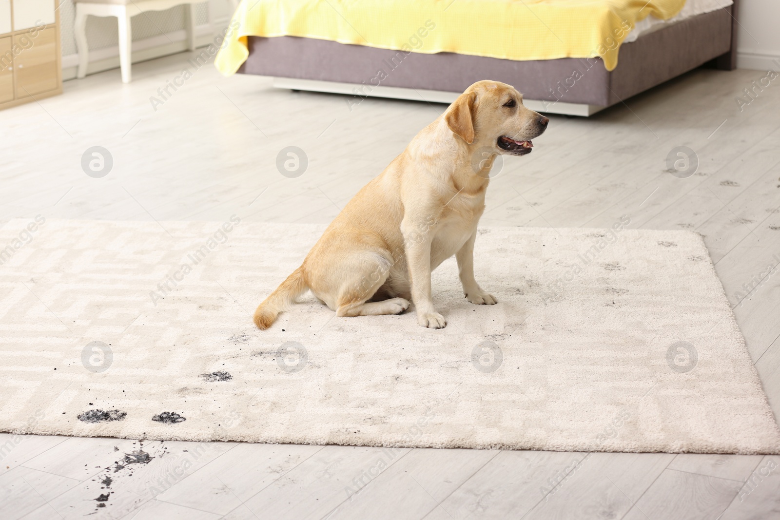 Photo of Cute dog leaving muddy paw prints on carpet