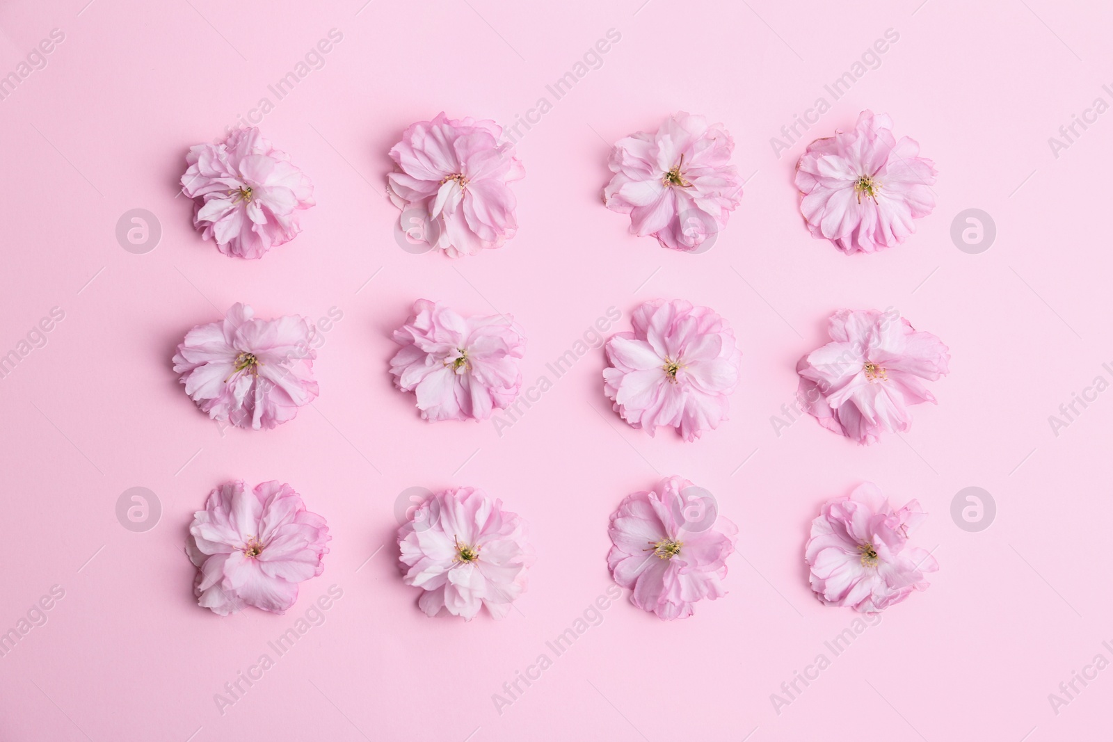 Photo of Beautiful sakura blossom on pink background, flat lay. Japanese cherry