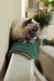 Photo of Cute Birman cat on radiator with green rug indoors