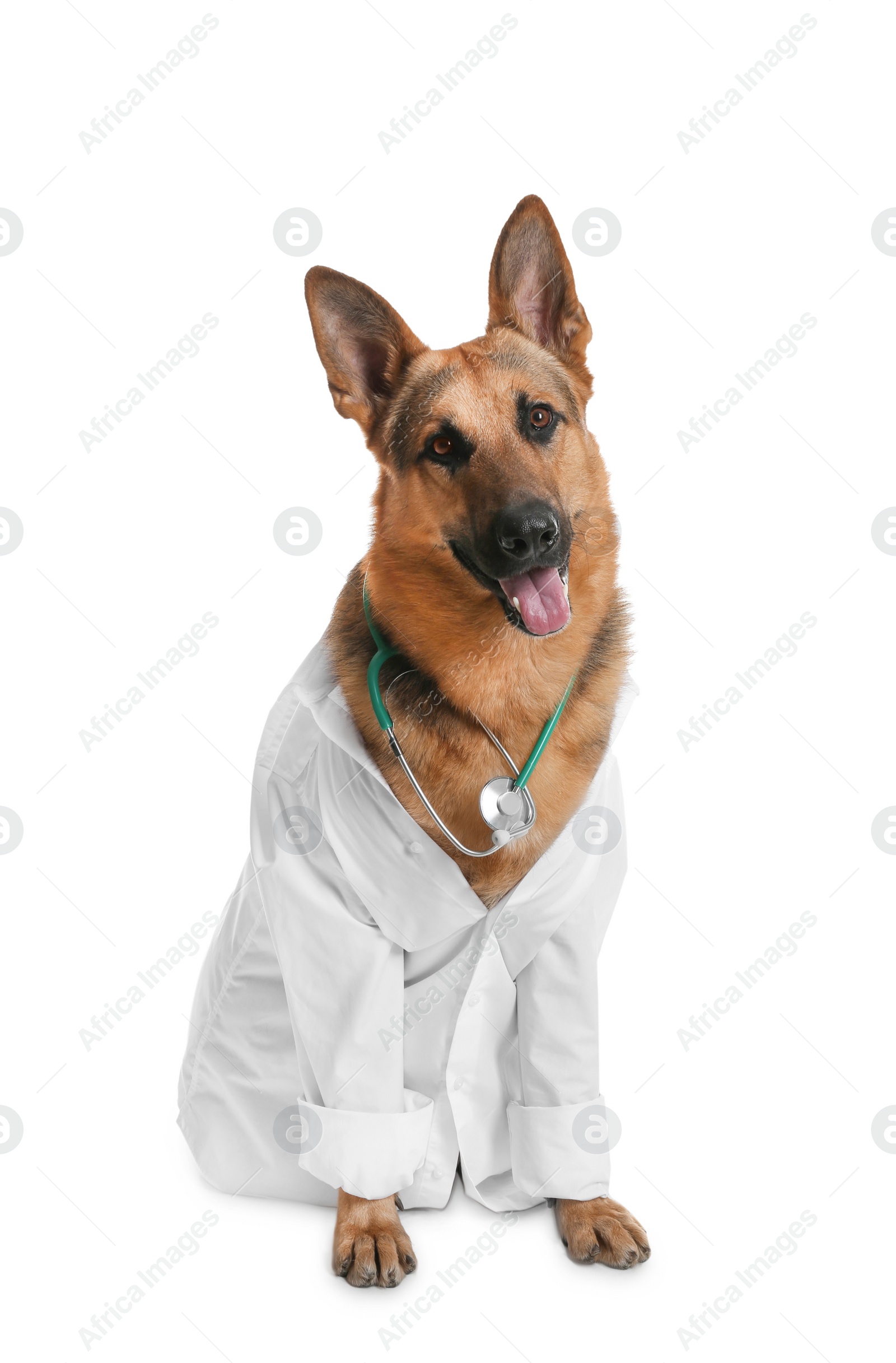 Photo of Cute dog in uniform with stethoscope as veterinarian on white background