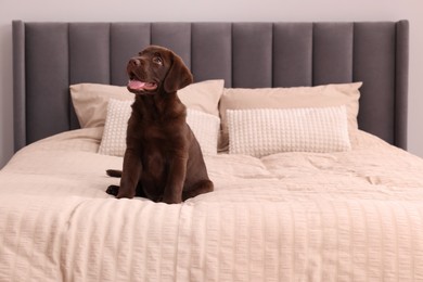 Cute chocolate Labrador Retriever on soft bed in room. Lovely pet