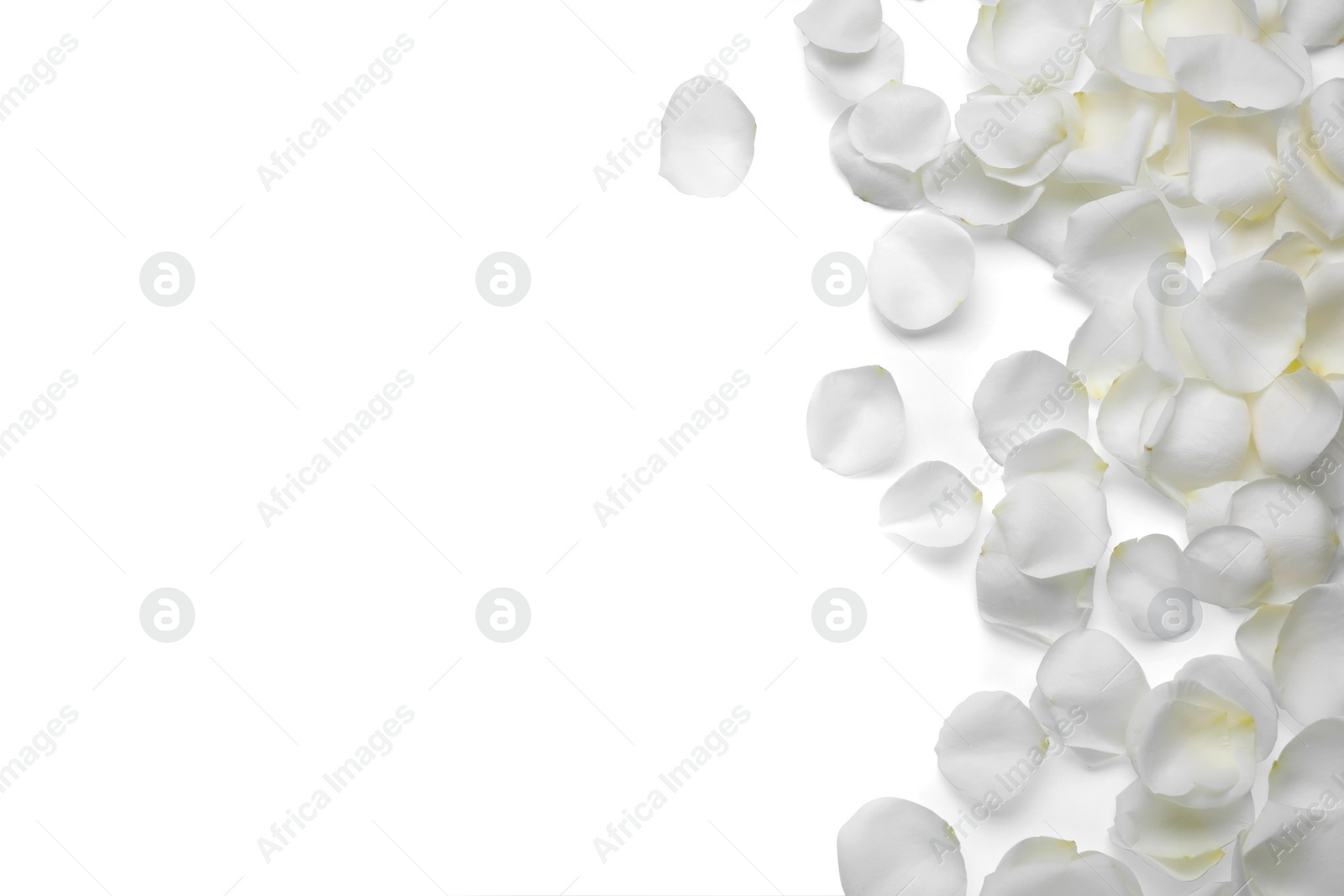 Photo of Beautiful rose flower petals on white background, top view