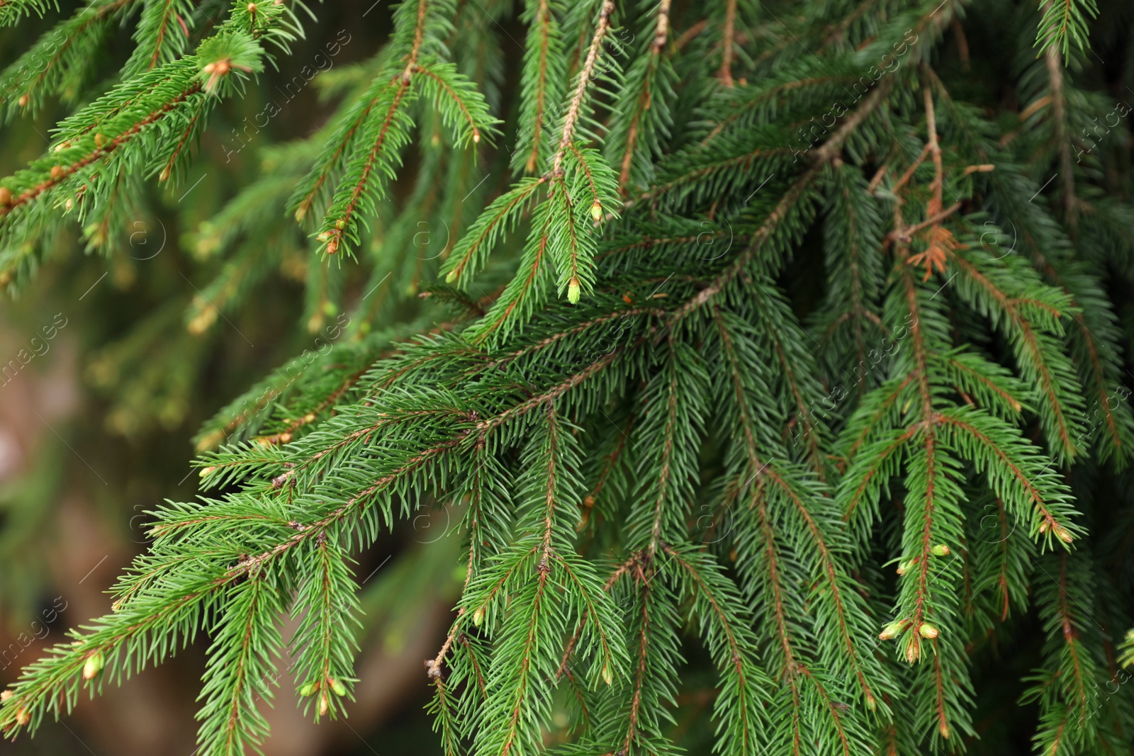 Photo of Green branches of beautiful conifer tree with small cones outdoors, closeup