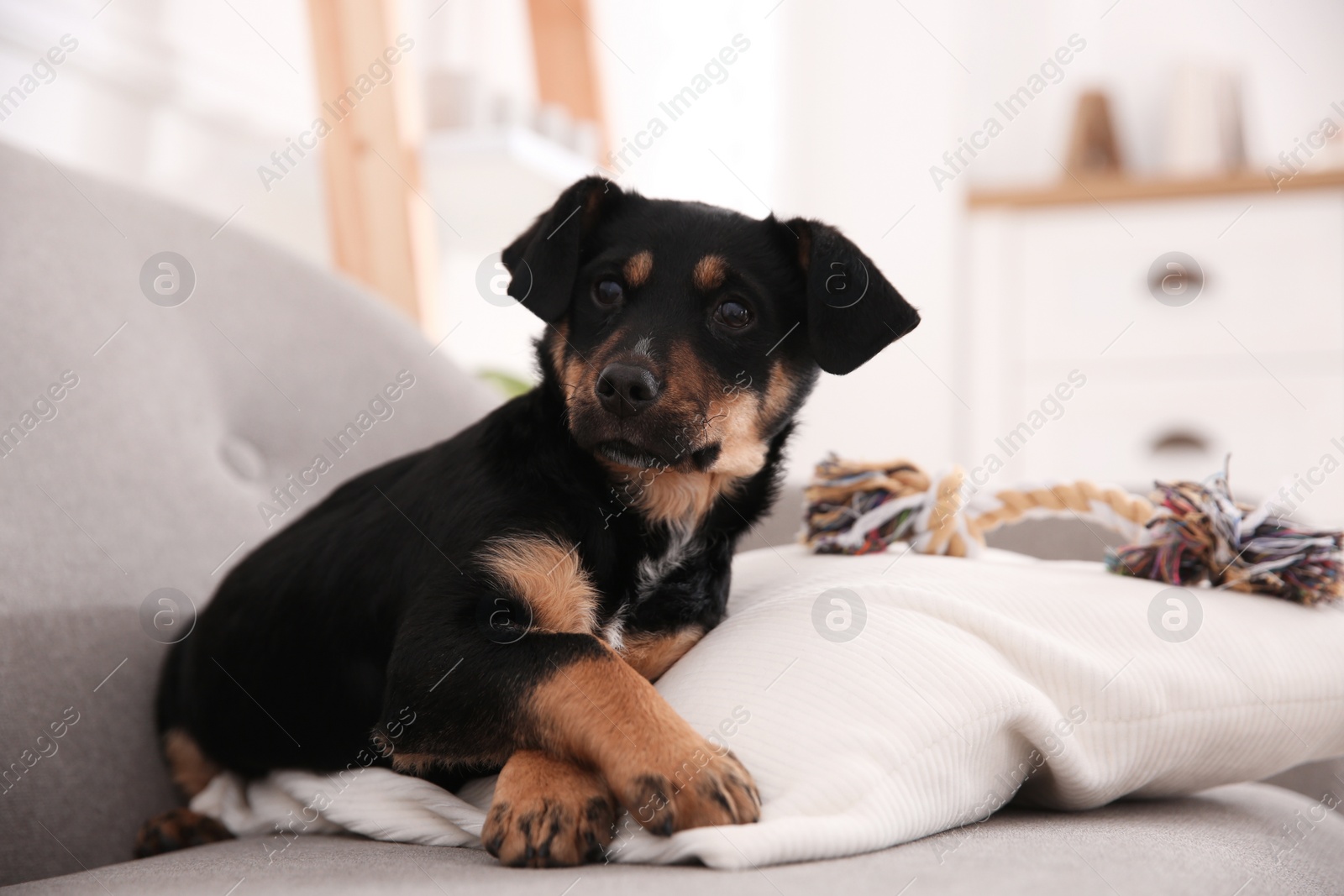 Photo of Cute little black puppy on sofa indoors