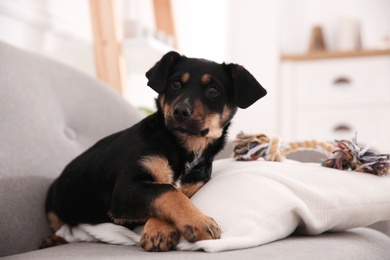 Cute little black puppy on sofa indoors