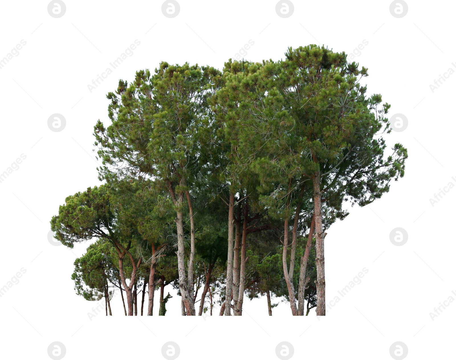 Image of Many beautiful spruce trees isolated on white