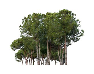 Many beautiful spruce trees isolated on white