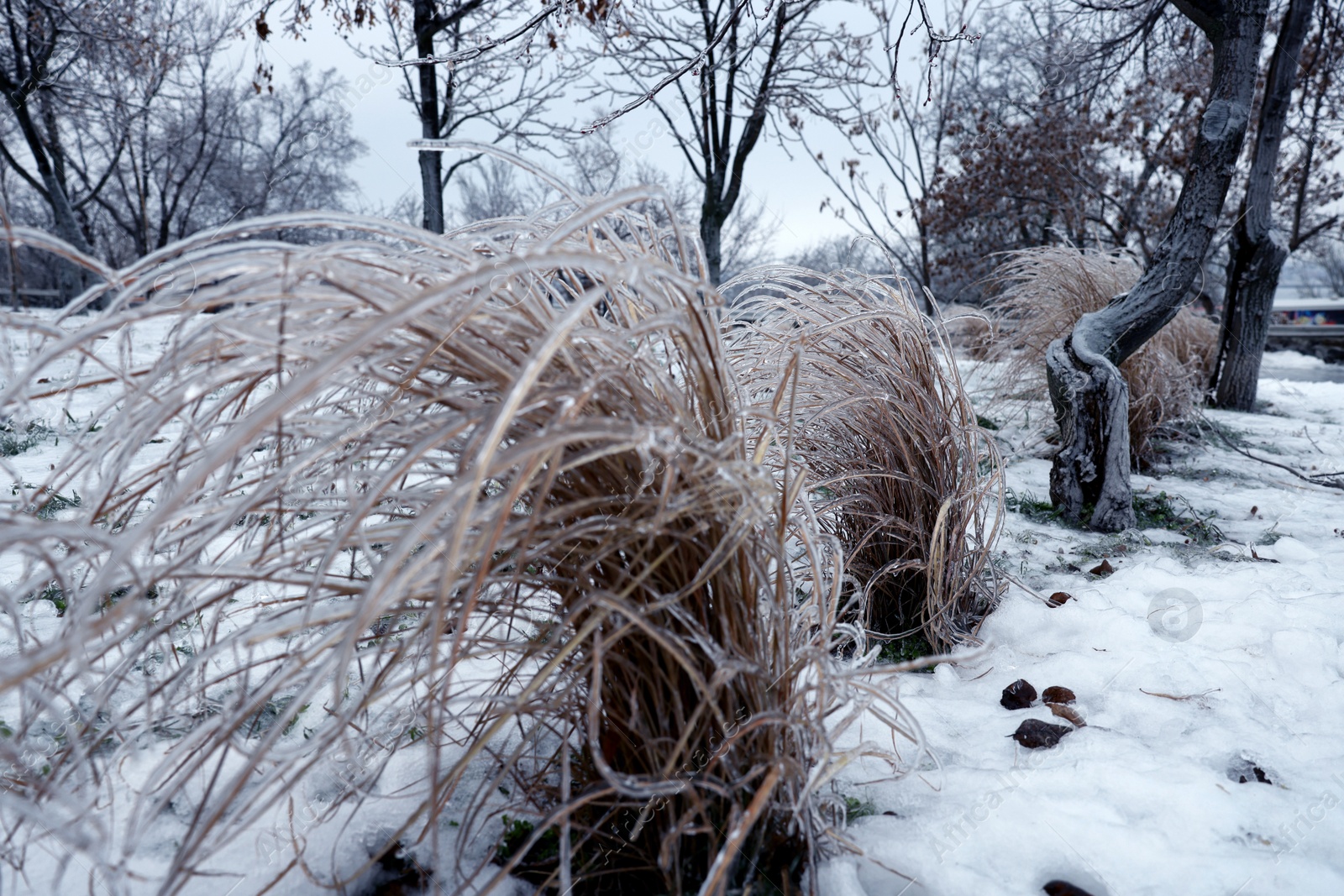 Photo of Dry plants in ice glaze outdoors on winter day