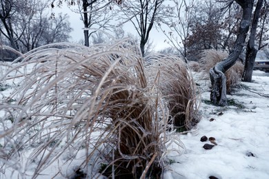 Dry plants in ice glaze outdoors on winter day