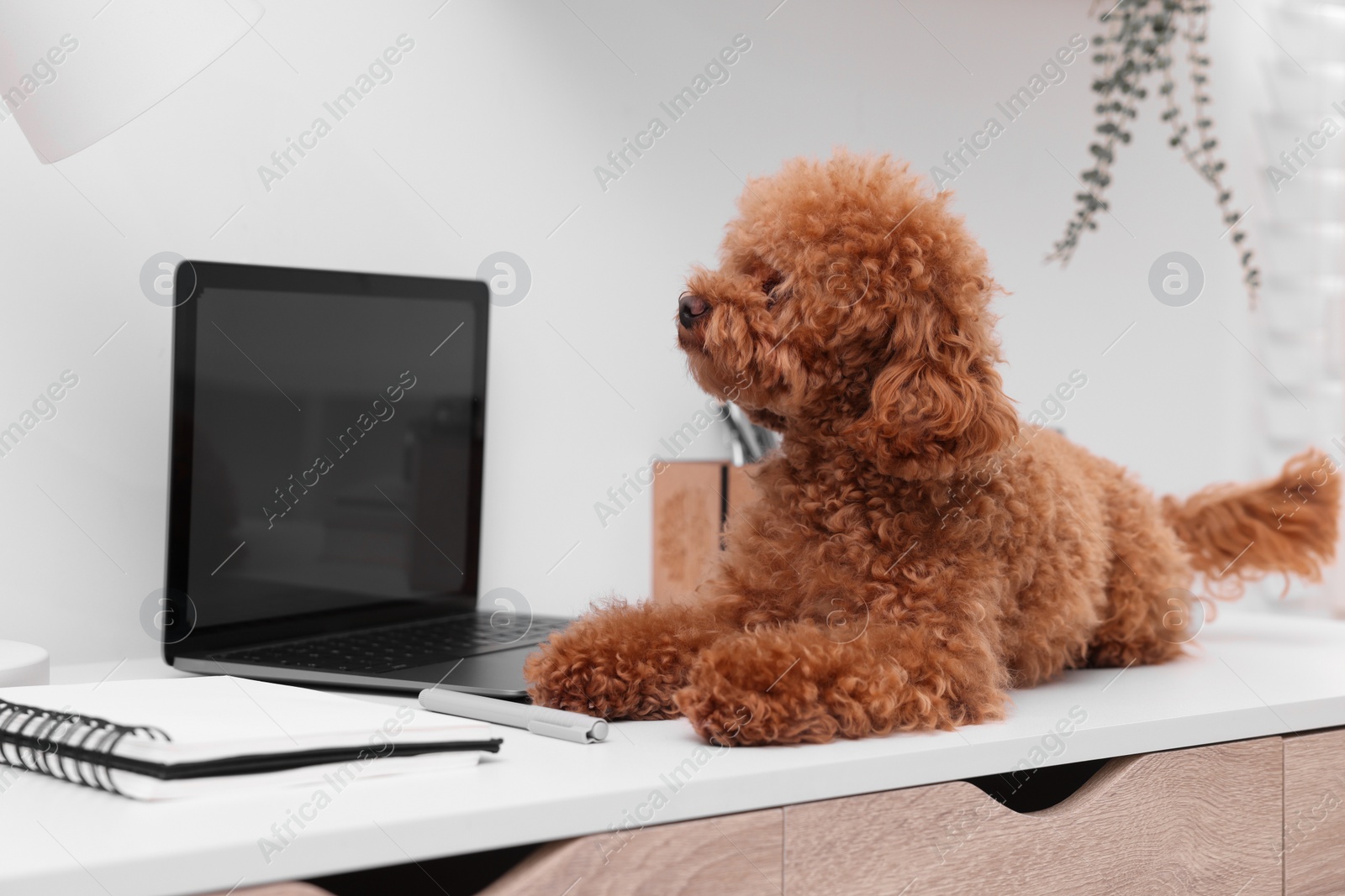 Photo of Cute Maltipoo dog on desk near laptop at home