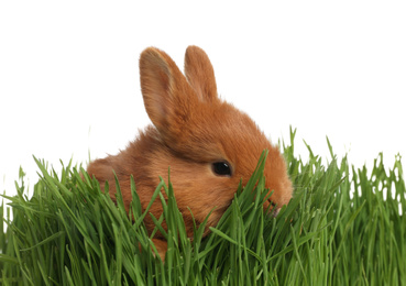 Adorable fluffy bunny in green grass. Easter symbol