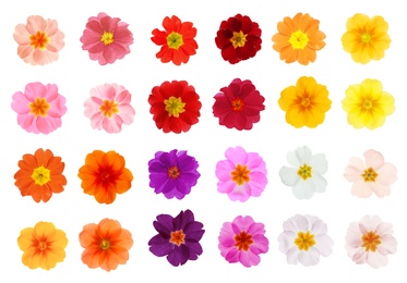 Image of Set with different beautiful primula (primrose) flowers on white background. Spring blossom