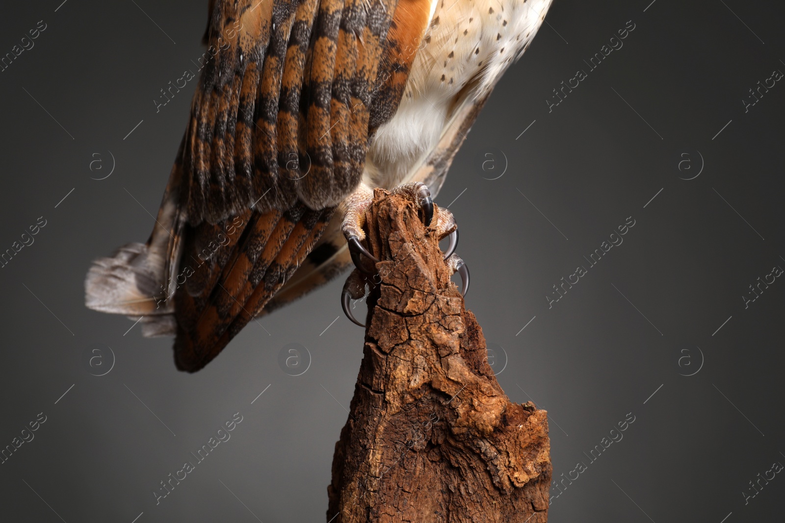 Photo of Beautiful common barn owl on tree against grey background, closeup