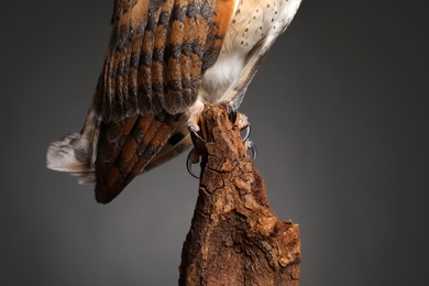 Photo of Beautiful common barn owl on tree against grey background, closeup