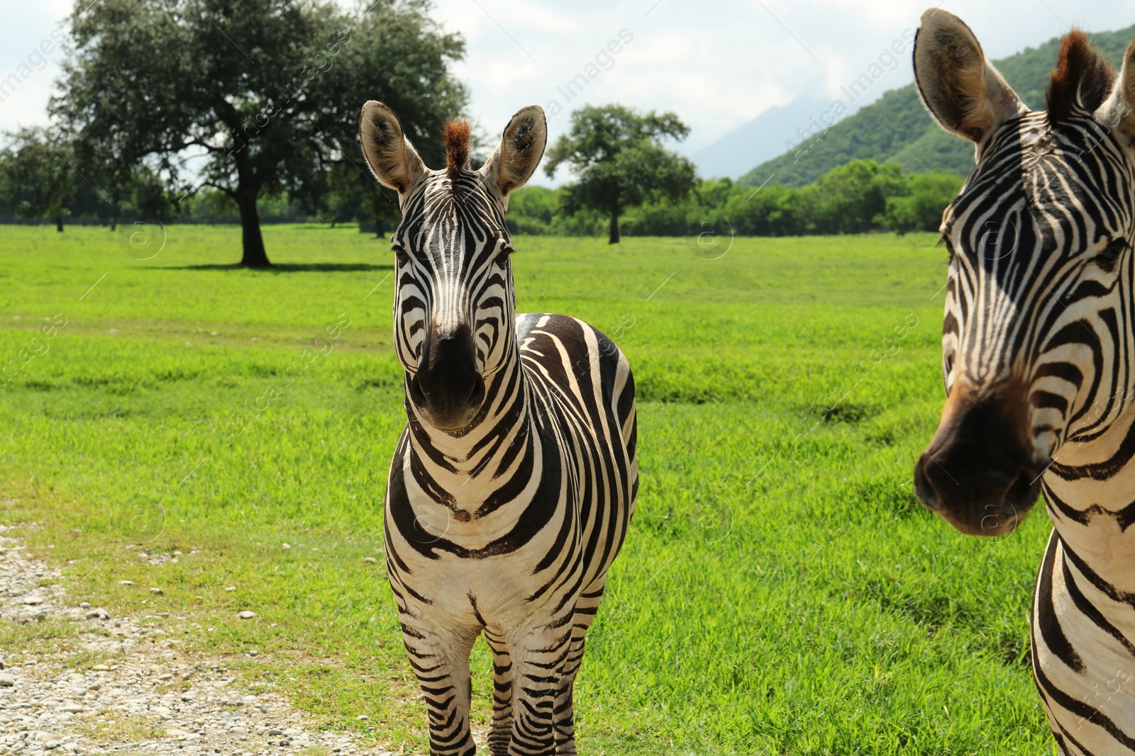 Photo of Beautiful striped African zebras in safari park